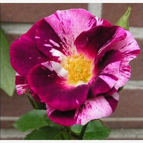 Роза Перпл Сплеш ПЛЕТ