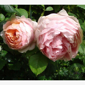 Роза Питер Пауль Рубенс ФЛ