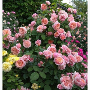 Роза Поль Бокюз