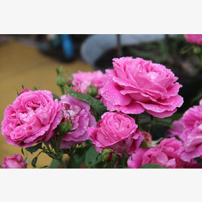 Роза Поль Нерон ФЛ