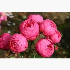 Роза Помпонелла ФЛ