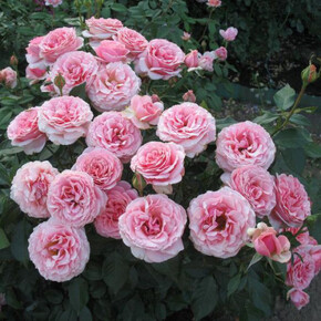 Роза Поэзия ФЛ