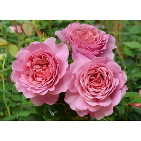 Роза Пр. Александра оф Кент ОСТ