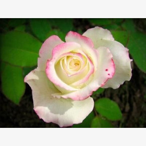 Роза Пр. Анна