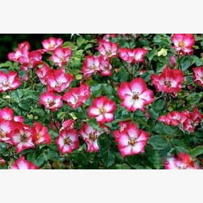 Роза Претти Кисс