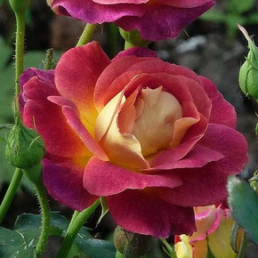 Роза Приер де Сент Косме ГИЙО