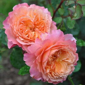 Роза Прикс ПЖ Редут ГИЙО