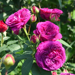 Роза Пурпл Лодж ФРАНЦ