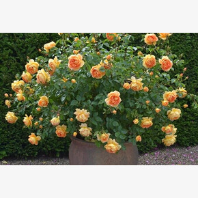 Роза Пэт Остин