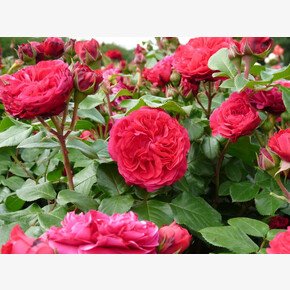 Роза Ред Леонардо Да Винчи