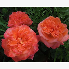 Роза Рене Госсини ЧГ