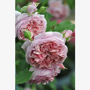 Роза Роб аля Франц ЯП