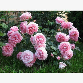 Роза РозенФи ГИЙО