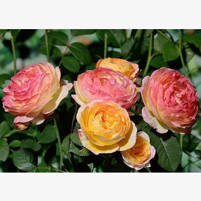 Роза Розоман Жанон ГИЙО