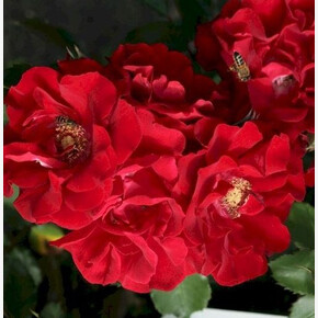 Роза Ротер Корсар