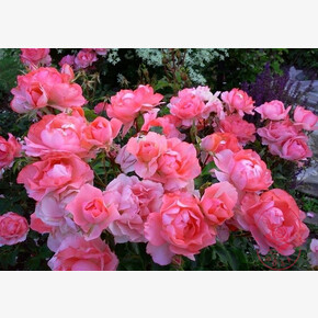 Роза Сады Франции ФЛ