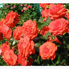 Роза Салита ПЛЕТ