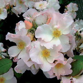 Роза Салли Холмс ФЛ