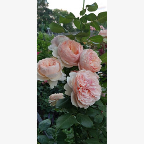 Роза Салманасар ЧГ