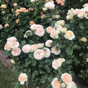 Роза Сан Суси ФЛ