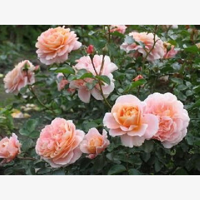 Роза Сангенхаузер Юбиляумроуз ФЛ