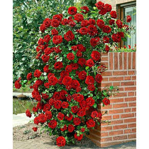 Роза Сантана ПЛЕТ