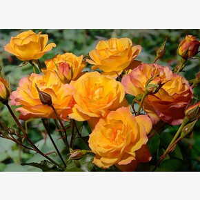 Роза Сахара ПЛЕТ