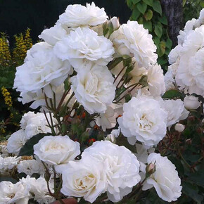 Роза СВАНИ ПОЧВ.