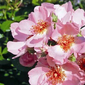 Роза Свит Хейз ПОЧВ