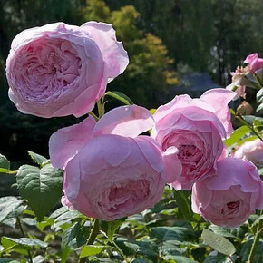 Роза Спирит Оф Фридом ФЛ 27