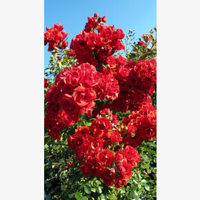 Роза Супер Эльфин ПЛЕТ