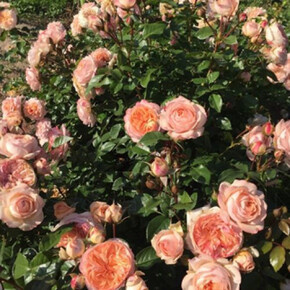 Роза Сурир де Хавр ЧГ