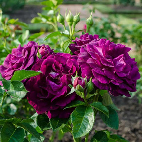 Роза Твайлайт Зоун ФЛ