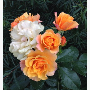 Роза Текила ФЛ