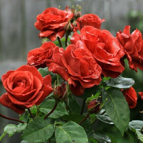 Роза ТЕРРАКОТА ШР/ФЛ