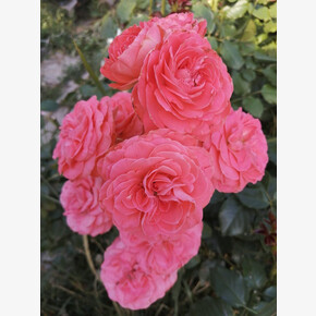 Роза Тиклед Пинк