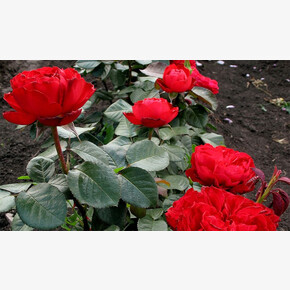 Роза Травиата ЧГ