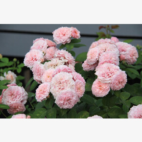 Роза Уильям Кристи ГИЙО