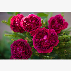 Роза Уильям ШЕКСПИР ОСТ.