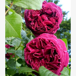 Роза Фальстаф