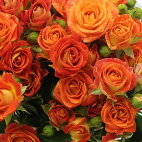 Роза Фиеста Баблс СПР