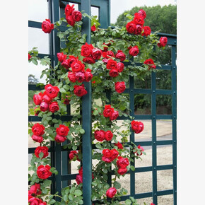 Роза Флорентина ПЛЕТ