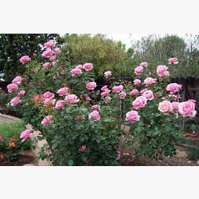 Роза Фредерик Мистраль ЧГ