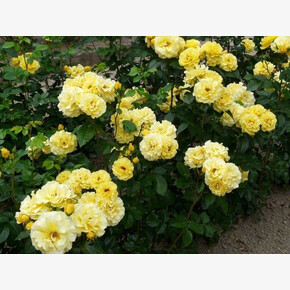 Роза ФРЕЗИЯ ФЛ