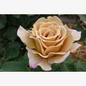 Роза Хани Дижон ФЛ