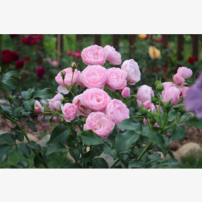 Роза Ханс Гоневейн ФЛ