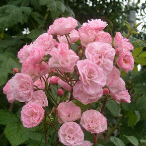 Роза Хевенли Пинк МУСК