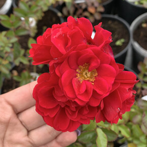 Роза Хеллоу ПОЧВ