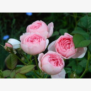 Роза Херритедж ОСТ