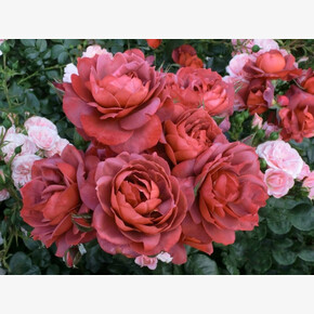 Роза Хот Шоколад